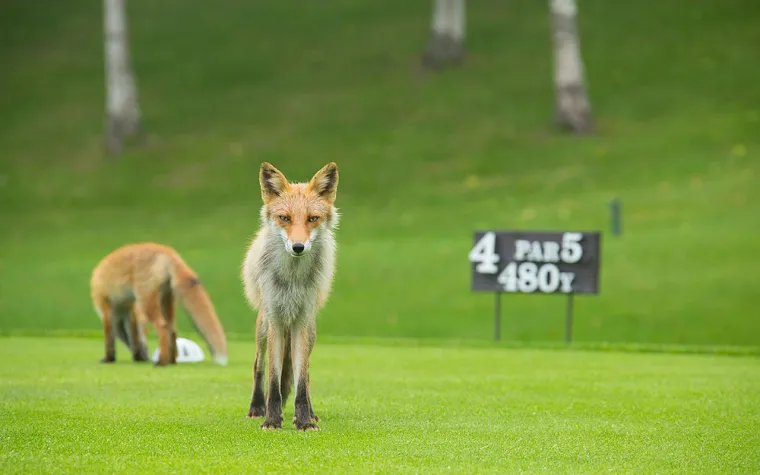 Foxes!