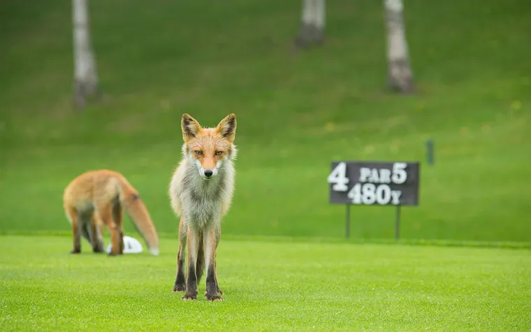 Foxes!