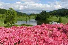 pond