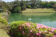 Hisayama-Swan